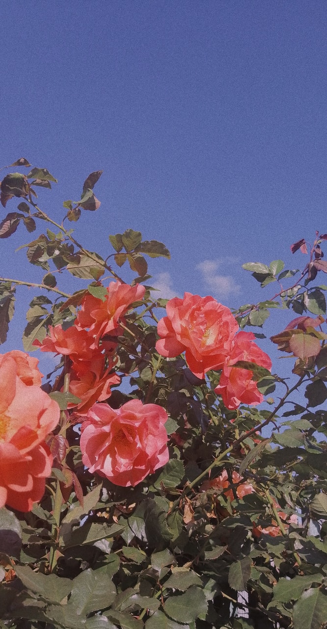 Image By Vanda - Garden Roses - 666x1280 Wallpaper - teahub.io