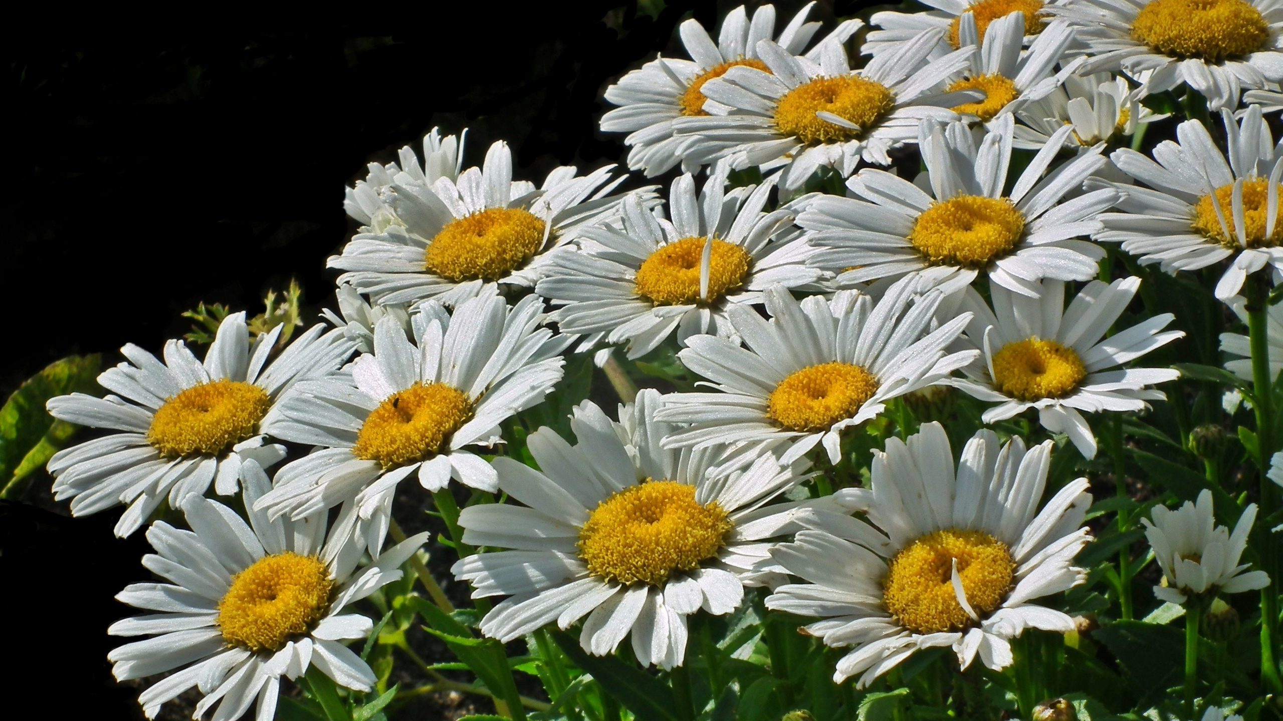 Spring, Flowers, Meadow, White Daisy, Wallpaper - Oxeye Daisy - HD Wallpaper 