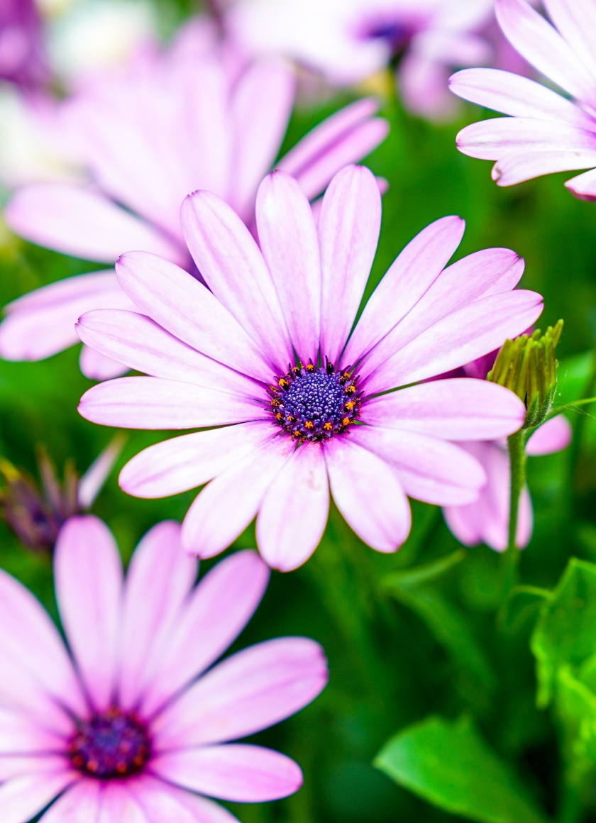 Violet Flowers, Daisy, Wallpaper - Ipad Air 2 - 840x1160 Wallpaper ...