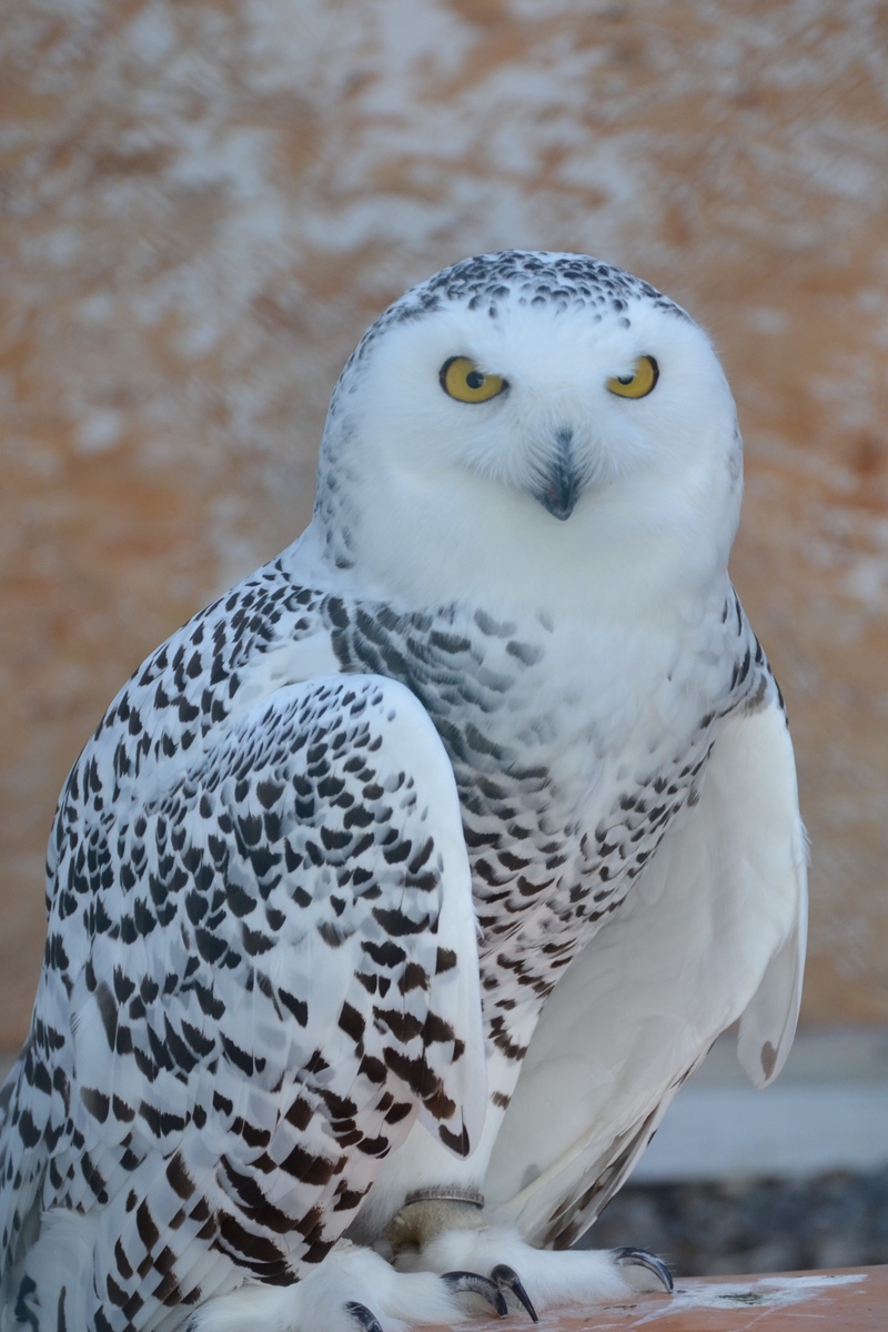 Wallpaper Snowy Owl, Bird, Predator - Hibou Harfang Des Neiges ...