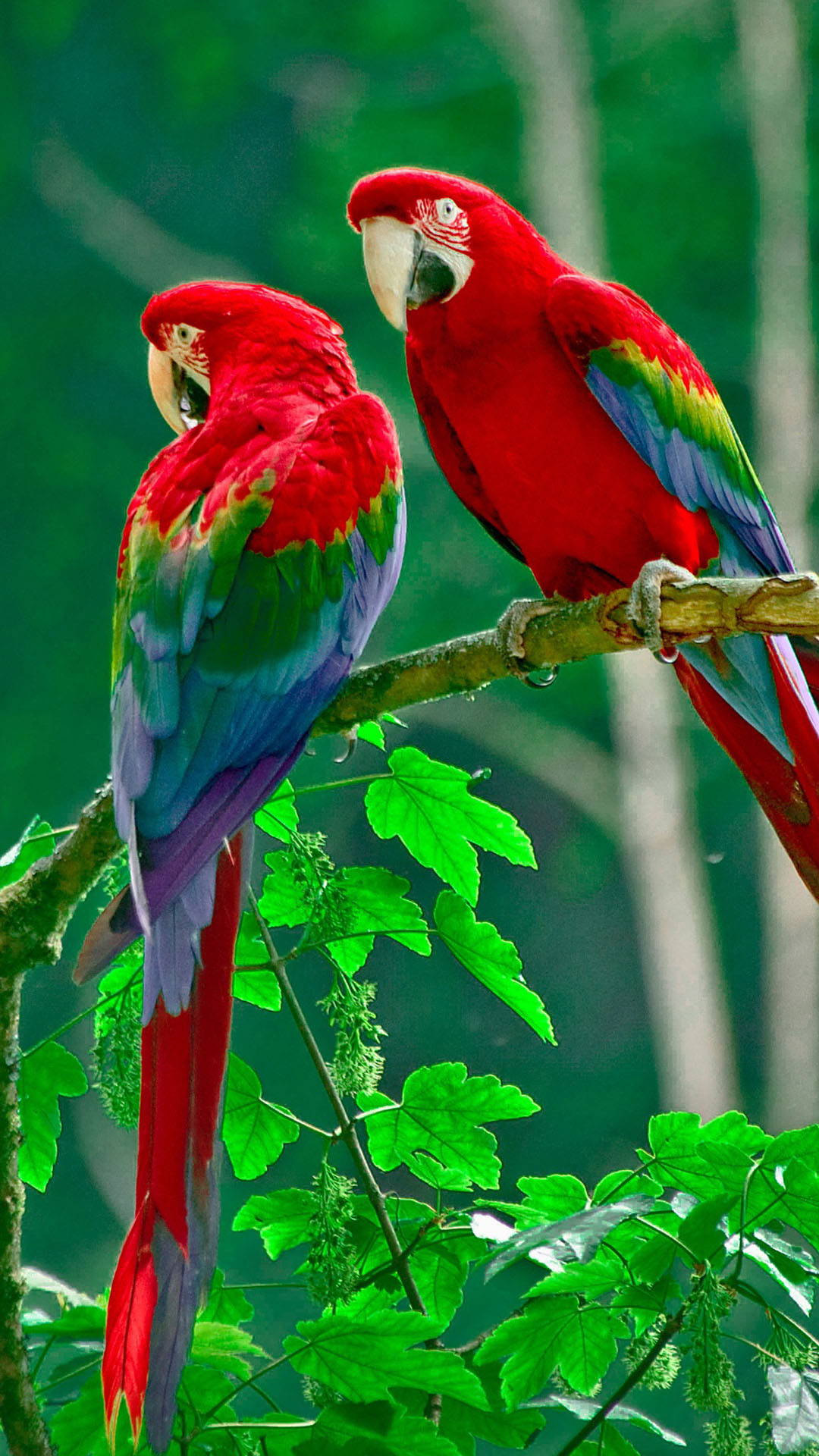 Parrots Paradise Htc One Wallpaper Nature Birds Wallpaper - 1080x1920 Wallpaper -