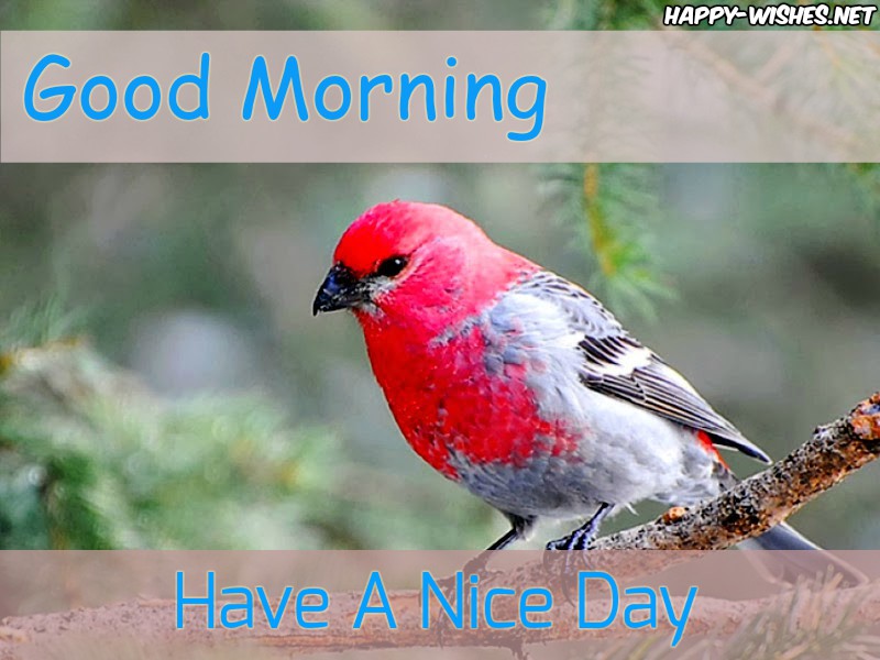 Good Morning Wishes With Red And White Bird Images - Männileevike - HD Wallpaper 