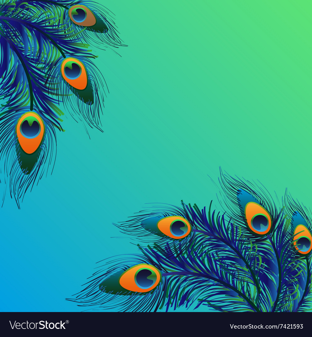 Peacock Feather Vector Background - 1000x1080 Wallpaper 