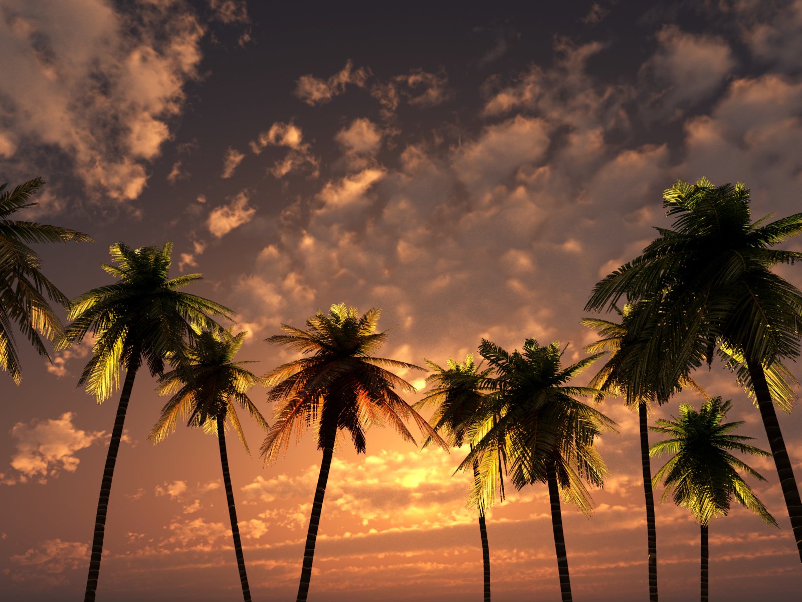 4k Wallpaper Sunset Palm - 1600x1200 Wallpaper - teahub.io