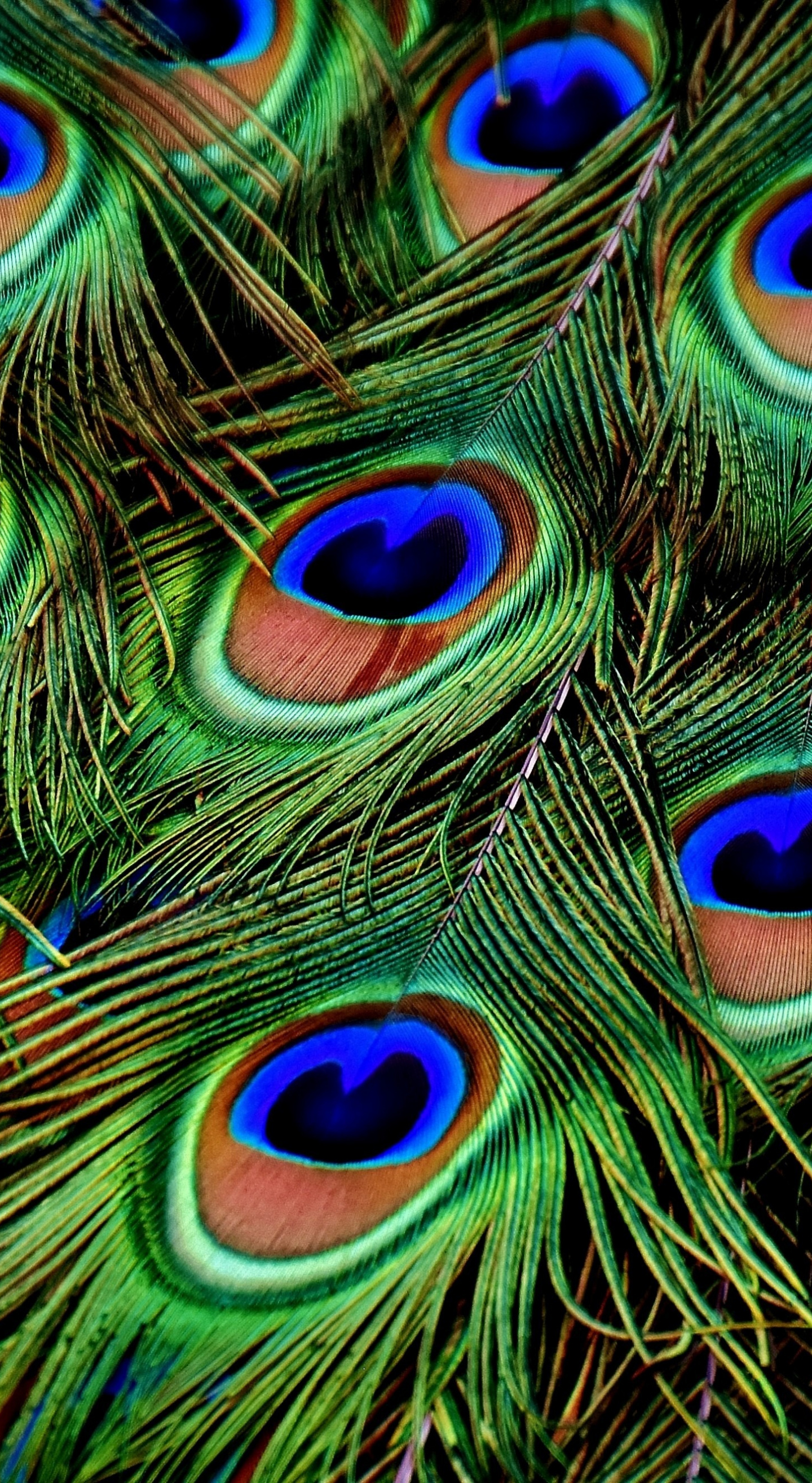 Peacock, Feathers, Colorful, Plumage, Wallpaper - Peacock Feather