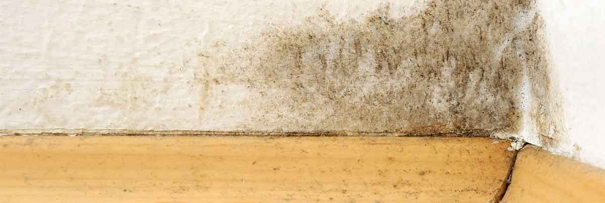 Mold - 1200x404 Wallpaper - teahub.io