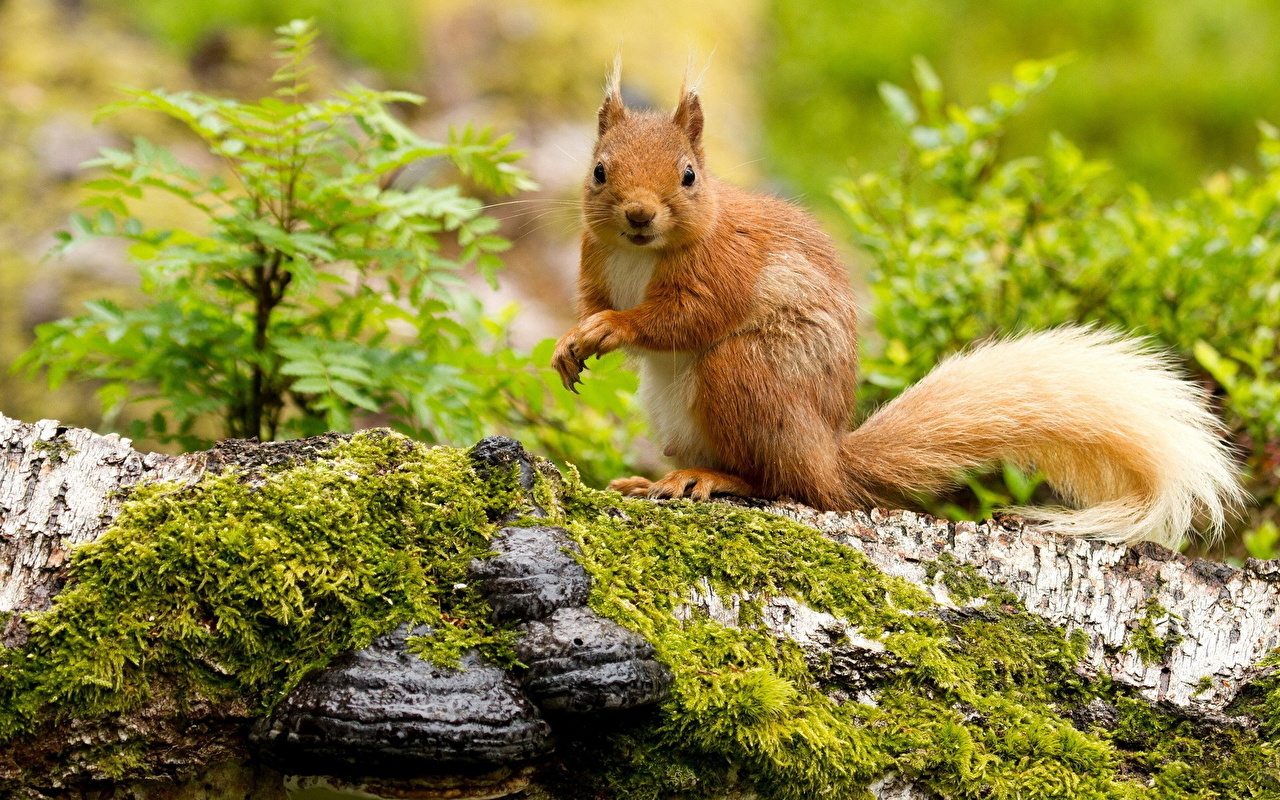 Cute Squirrels - HD Wallpaper 