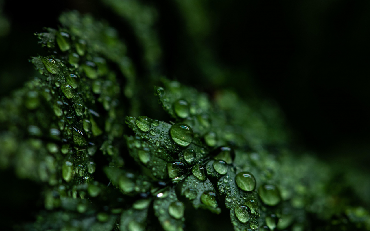 Drops, Close Up, Leaf, Droplets, Wallpaper - Wallpaper - HD Wallpaper 