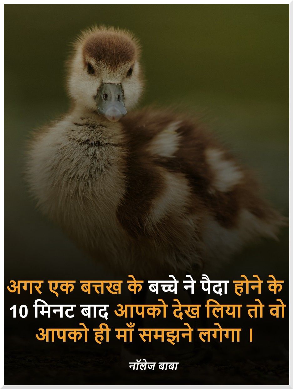 Hindi Thoughts For School Assembly - Duck - HD Wallpaper 