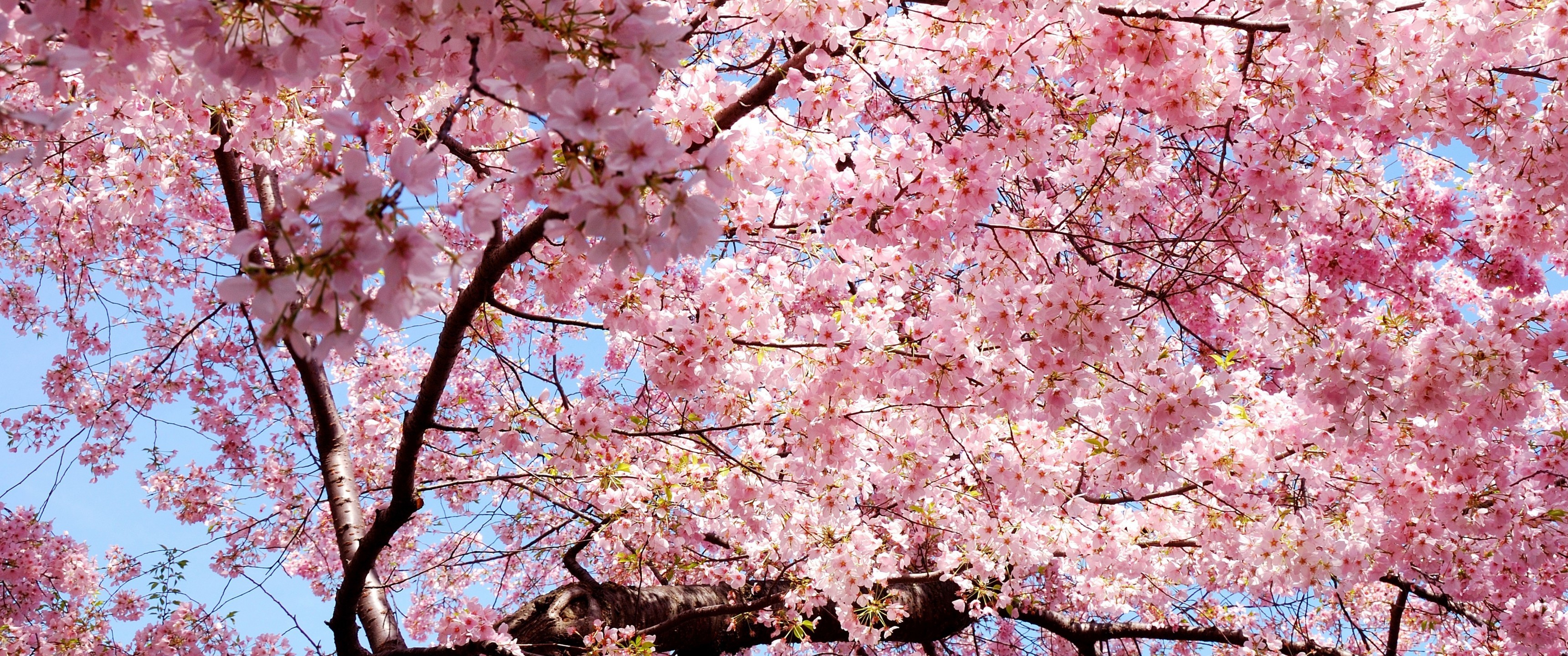 Cherry Blossom Leaves Petals Pink Tree Cherry Blossoms X Wallpaper Teahub Io