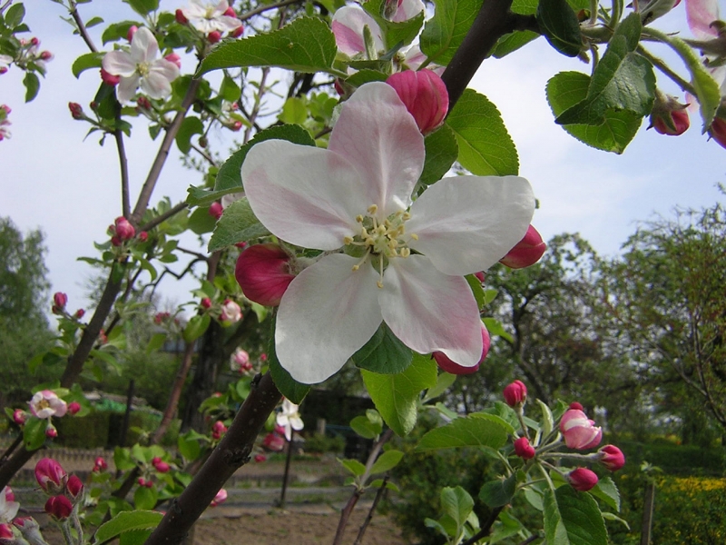 Apple Blossoms On An Apple Tree In Spring Apple Blossom Tree 800x600 Wallpaper Teahub Io