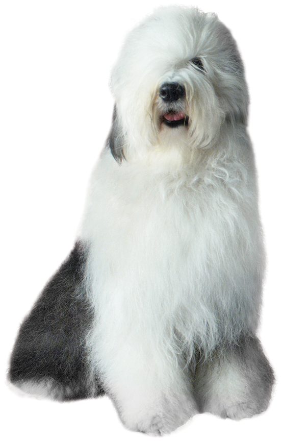 Dulux Dog Logo - HD Wallpaper 