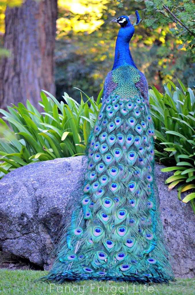 Indian Blue Peacocks - HD Wallpaper 