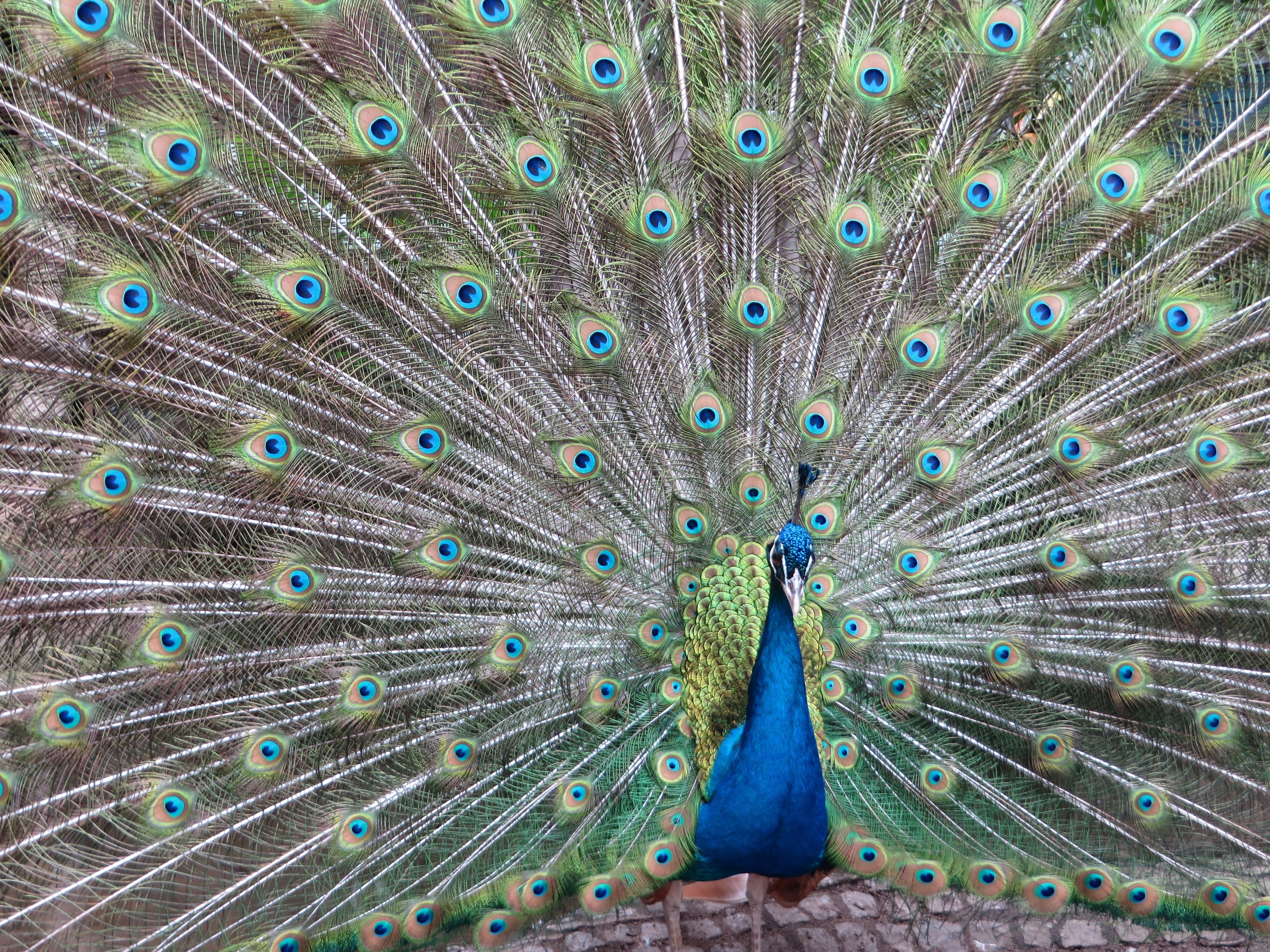 Five Lines About Peacock - HD Wallpaper 
