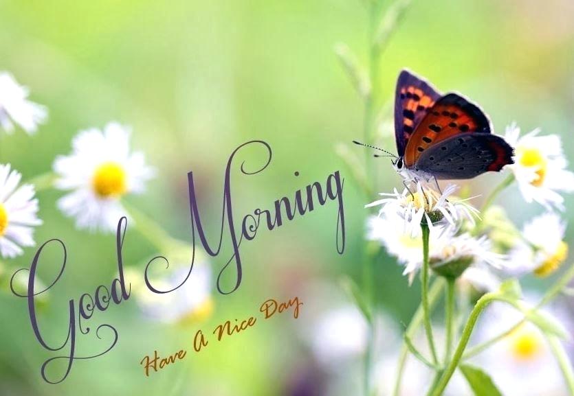 Good Morning Nature Images 3d Cool Winsome - Beautiful Good Morning Have A Nice Day - HD Wallpaper 