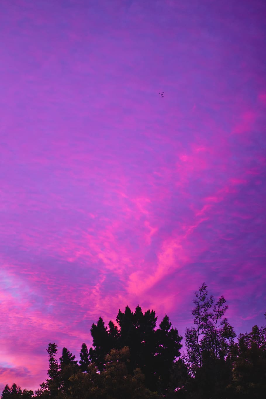 Sky Pink Sky Purple Sky Clouds Pink Clouds Afternoon Larch 910x1365 Wallpaper Teahub Io