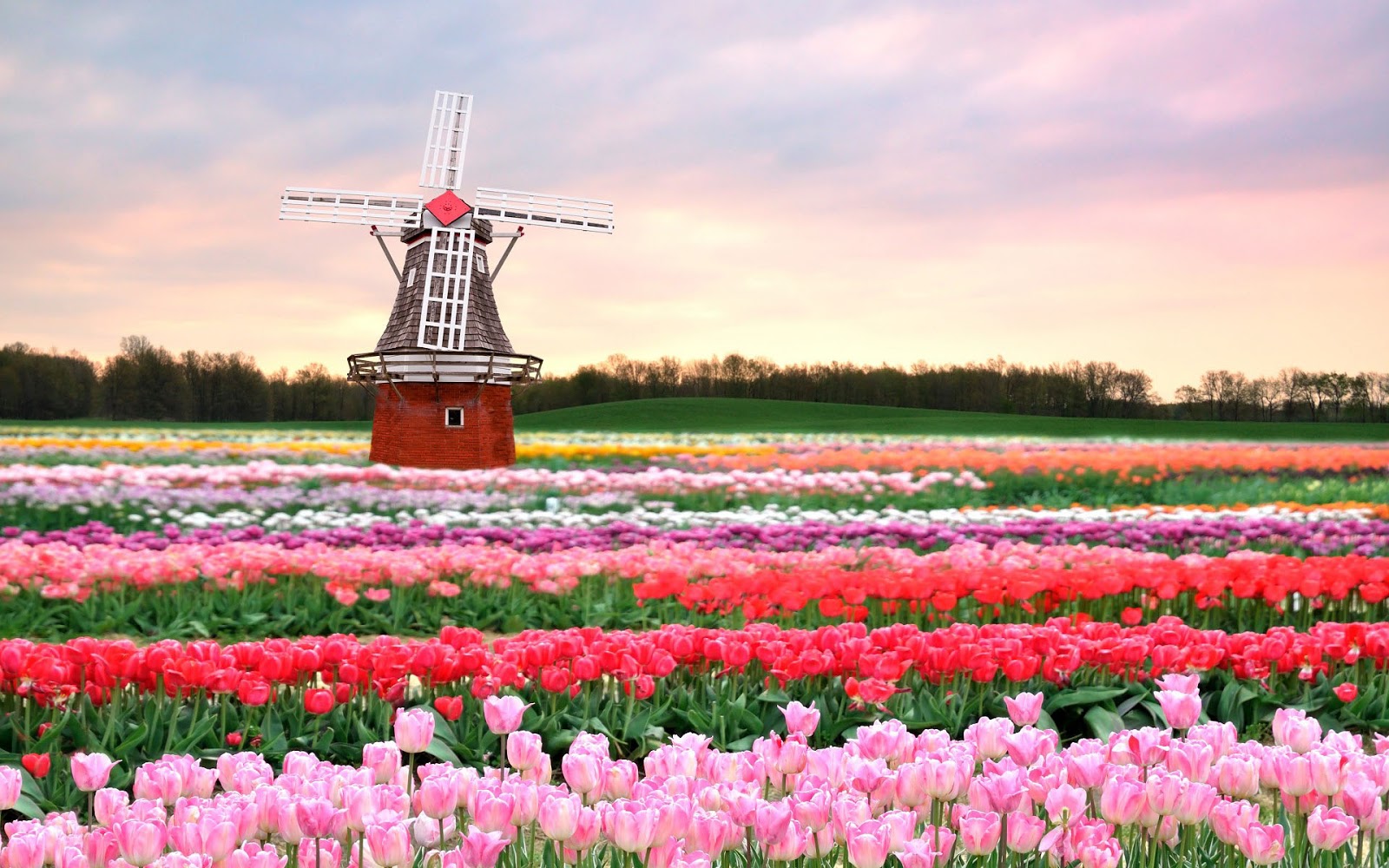 Tulip Fields With Windmill - HD Wallpaper 