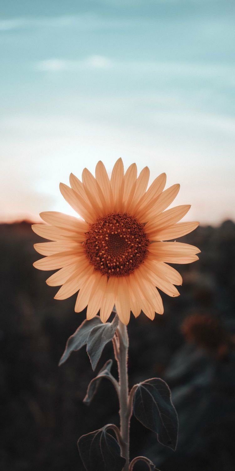 Hintergrundbilder Sonnenblumen - HD Wallpaper 