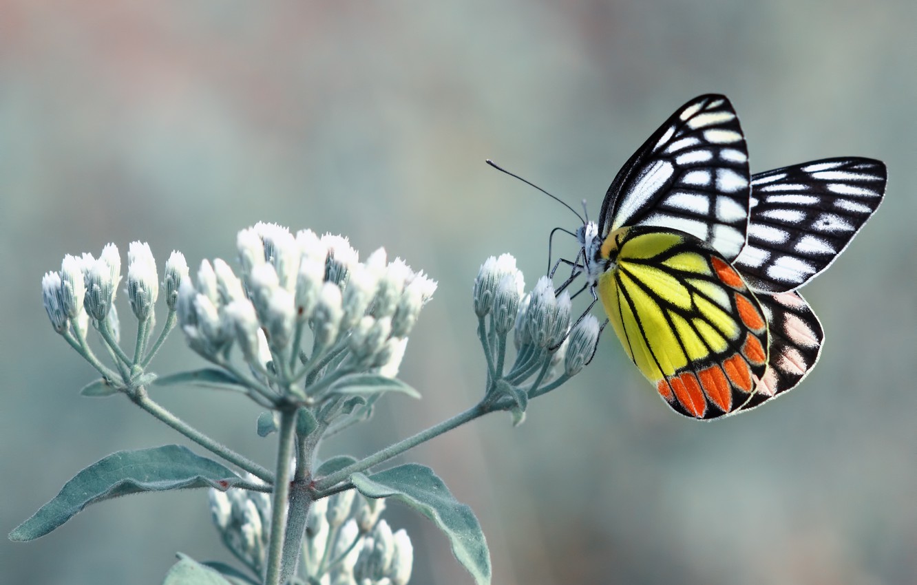 Photo Wallpaper Orange, Flower, Black, White, Yellow, - White Orange Yellow Butterfly - HD Wallpaper 