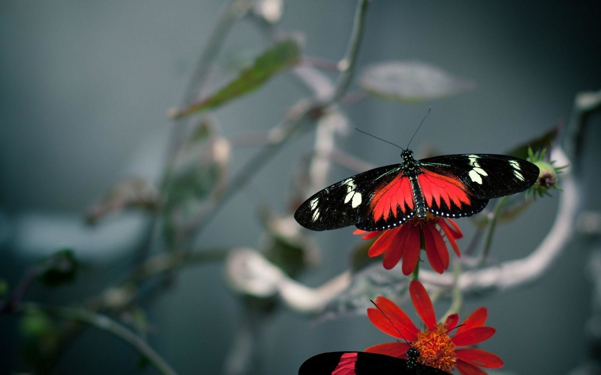 Black And Red Butterfly Wallpaper - Wallpaper - HD Wallpaper 