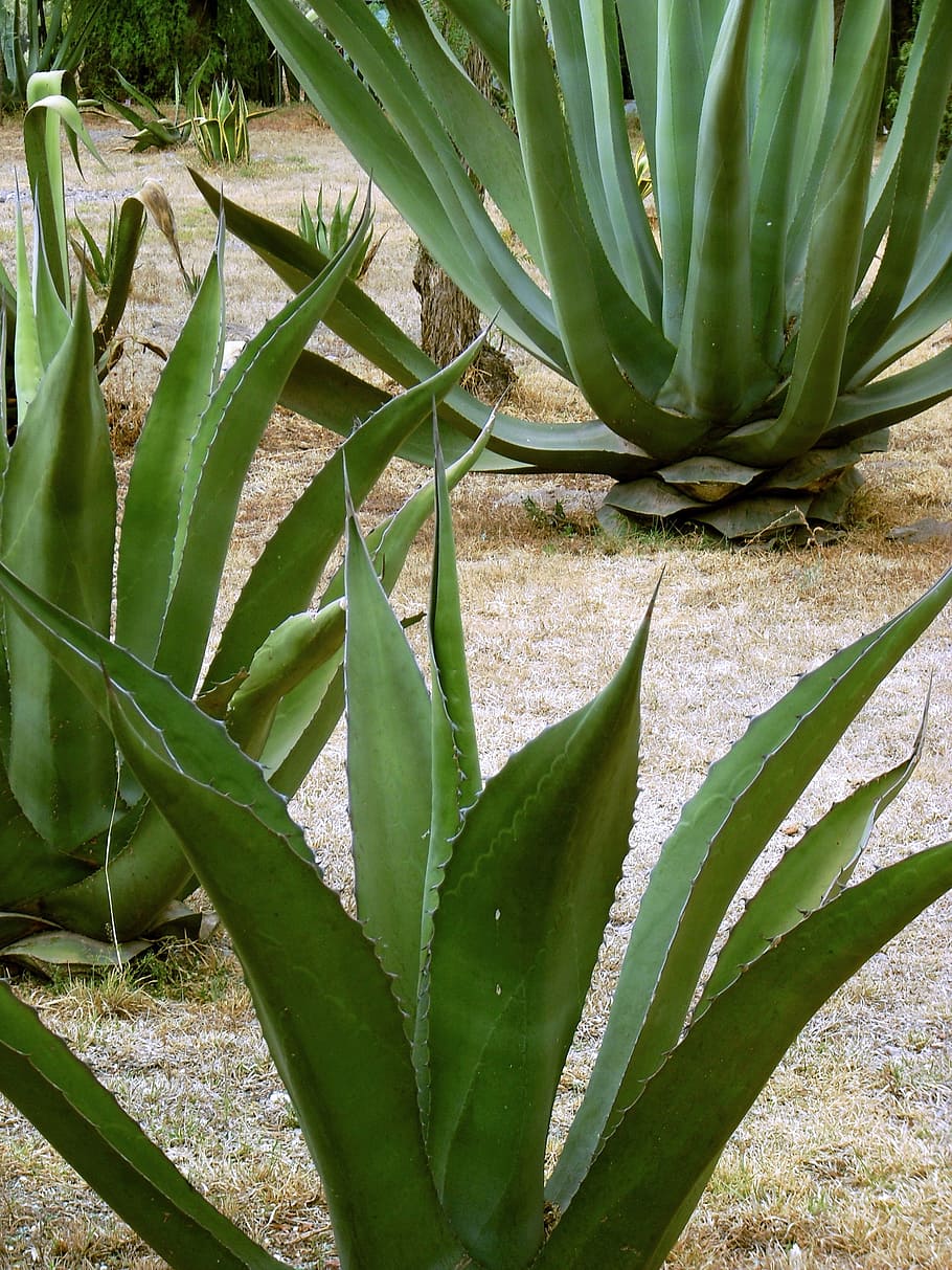 Green Agave Plants, Maguey, Century Plant, Pita, Fibre, - Maguey Plant - HD Wallpaper 