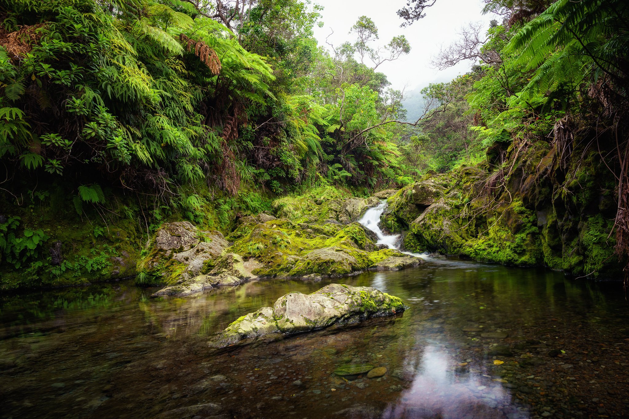 Exploring Lush Hawaiian Rainforests Wallpaper Tributary 2048x1365