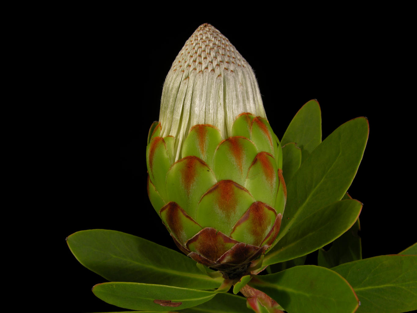 Protea Nitida Flower Head Bud - Protea - HD Wallpaper 