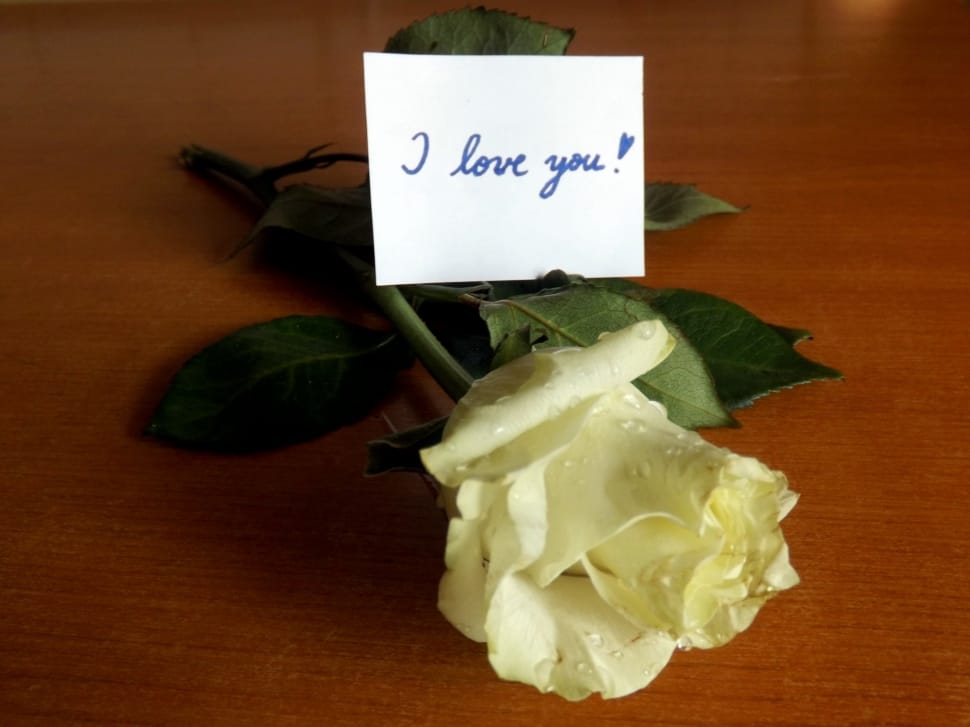 White Rose And I Love You Text Paper Preview - Love You With White Rose - HD Wallpaper 