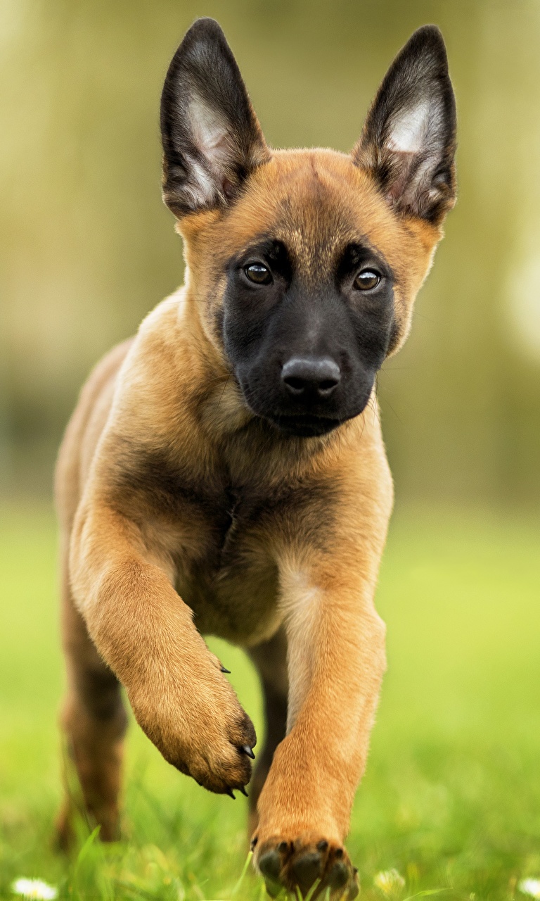 Malinois Baby - HD Wallpaper 