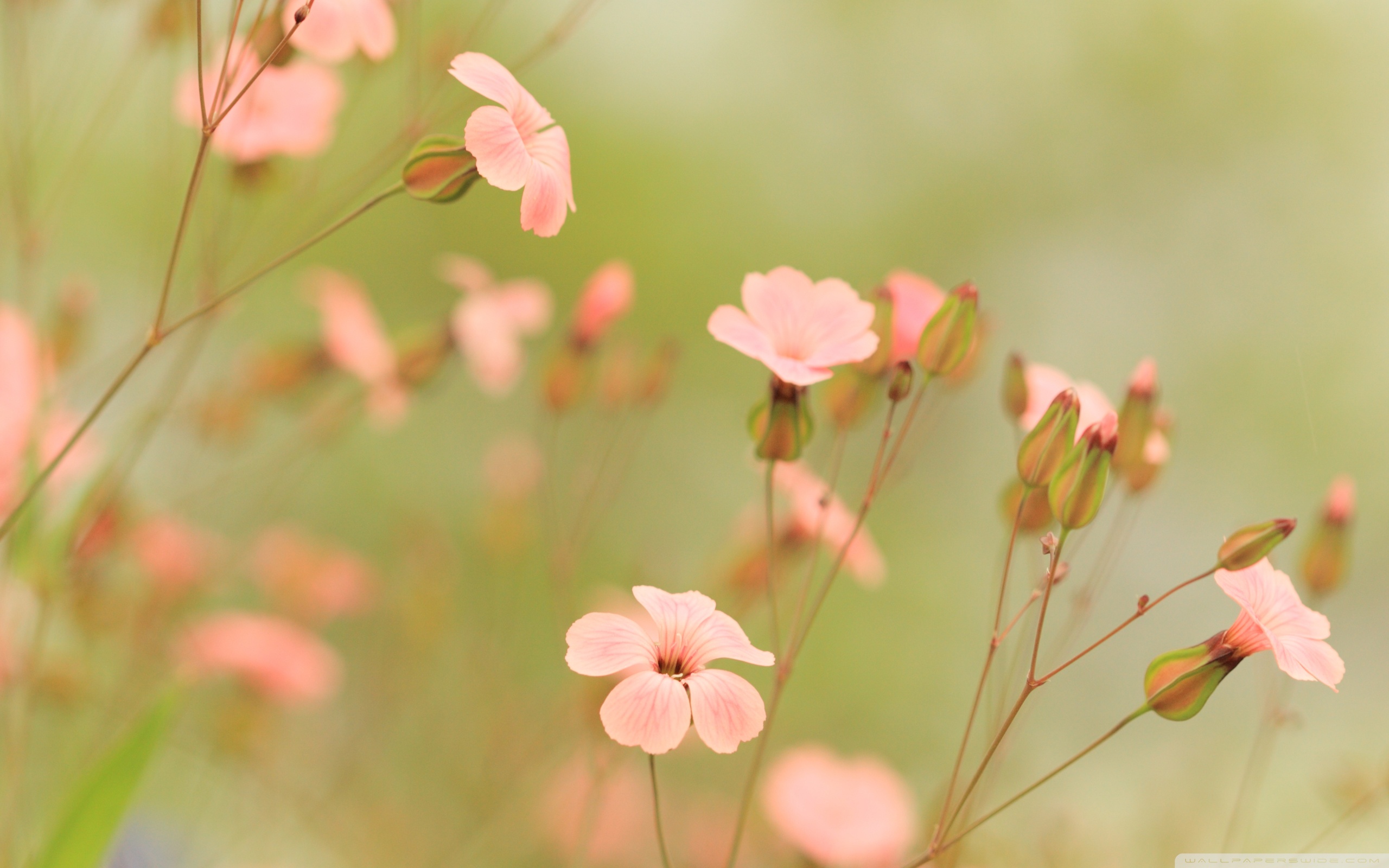 Little Flowers - HD Wallpaper 