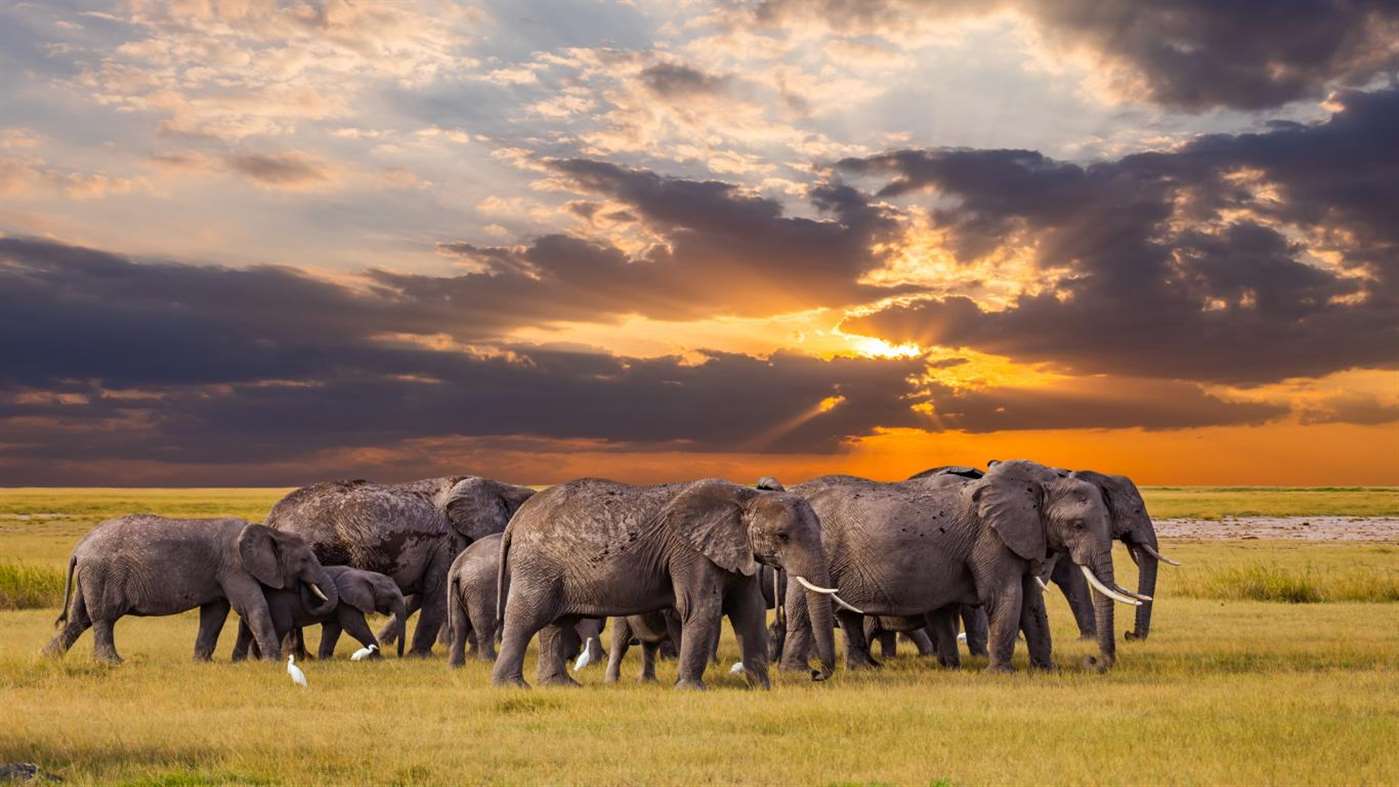 Serengeti Discovery - 1399x787 Wallpaper - teahub.io