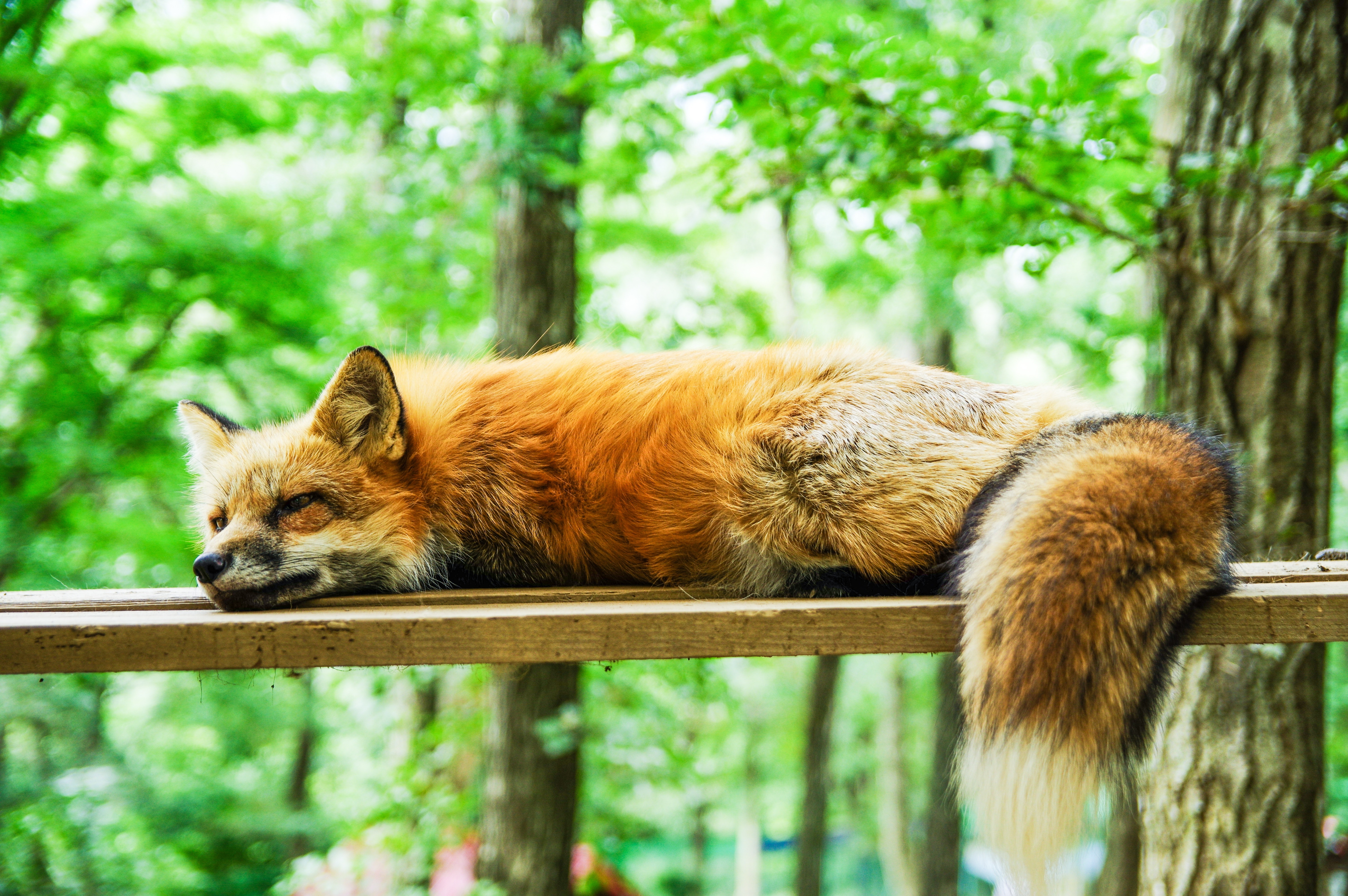 Fuchs Schlafen 6016x4000 Wallpaper Teahub Io