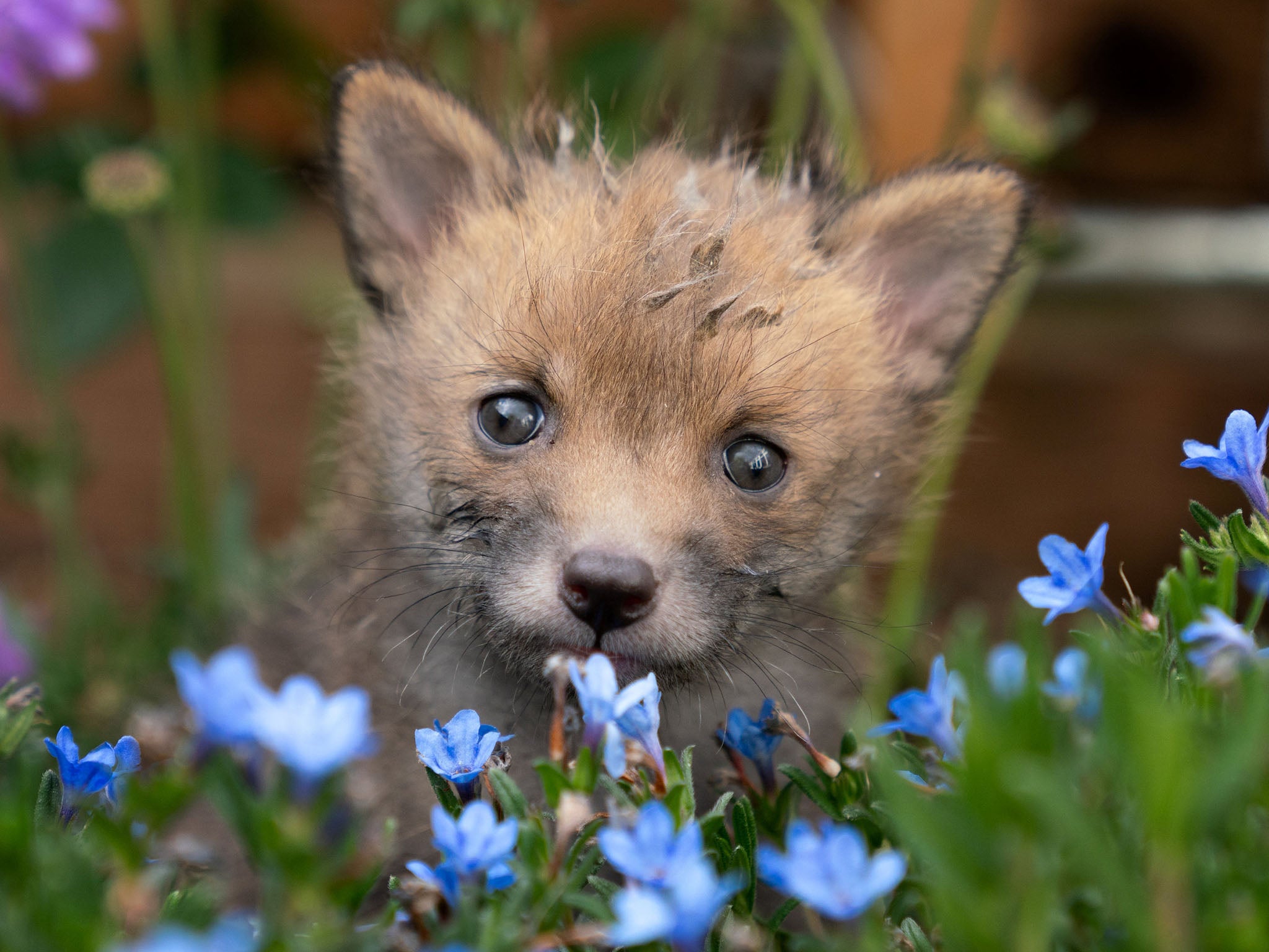 Cub Fox - 2048x1536 Wallpaper - teahub.io