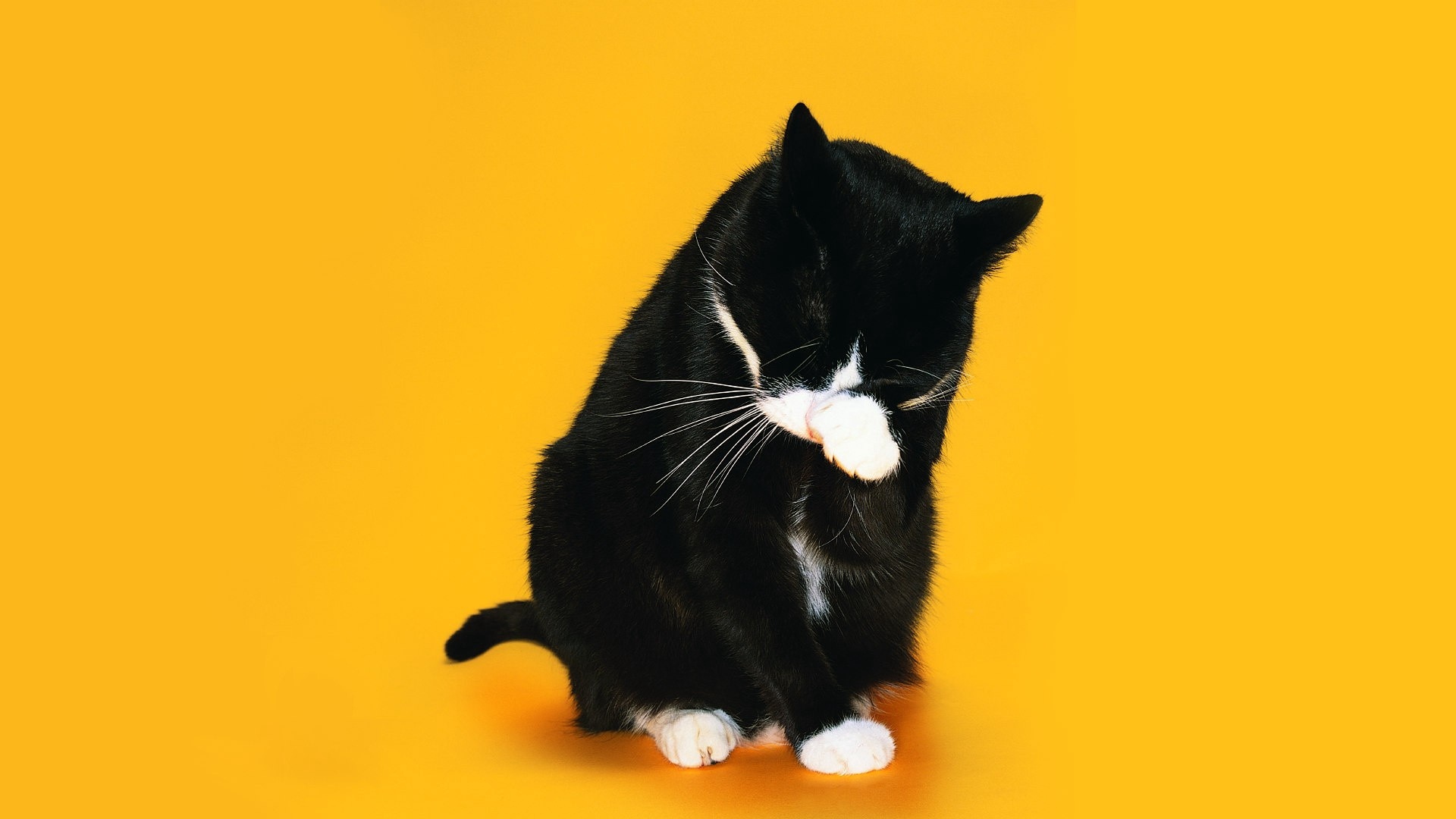 Wallpaper Cat Paw Snout Licking Cat Wallpaper Yellow Background 1920x1080 Wallpaper Teahub Io