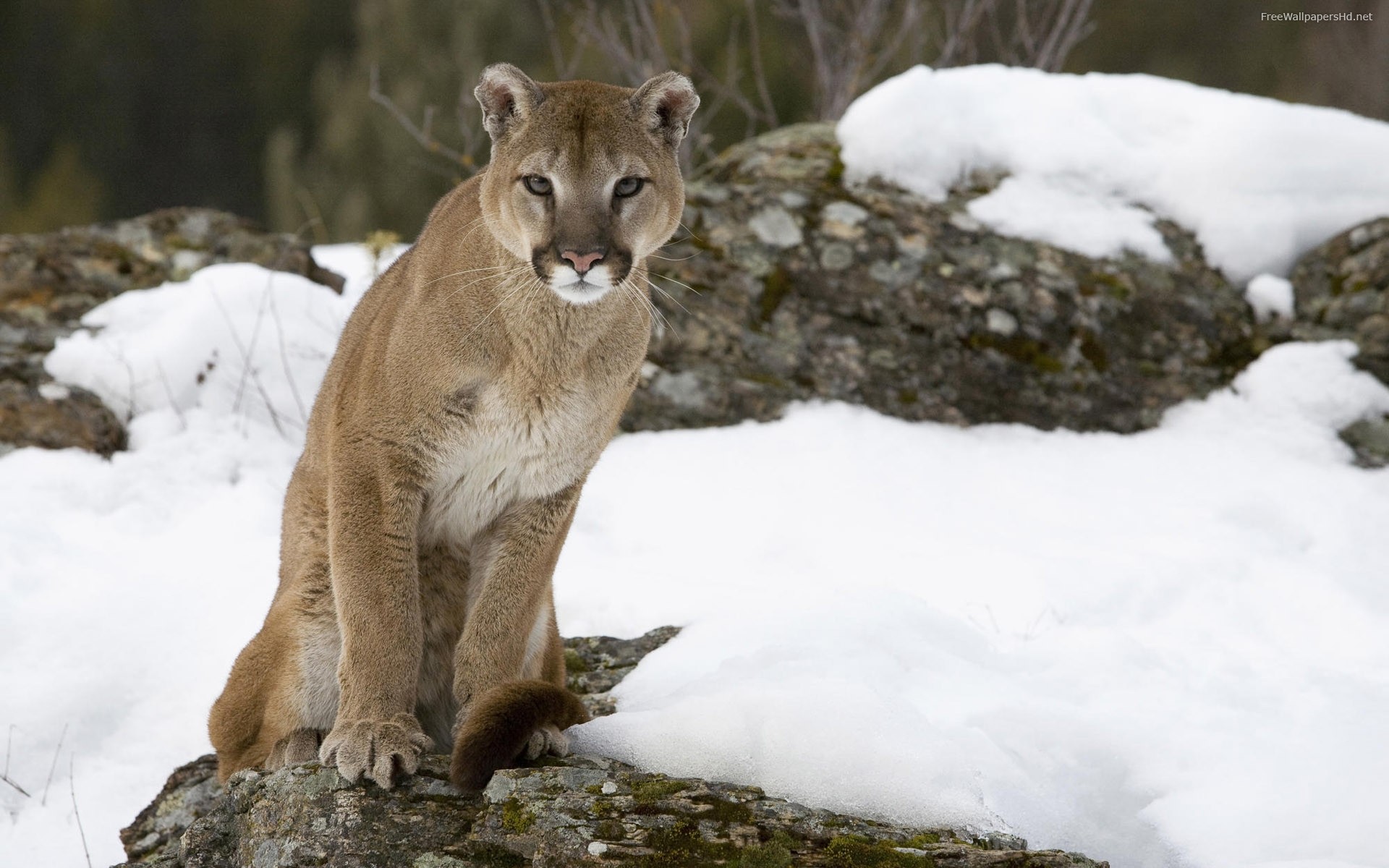 Mountain Lion - 1920x1200 Wallpaper - teahub.io