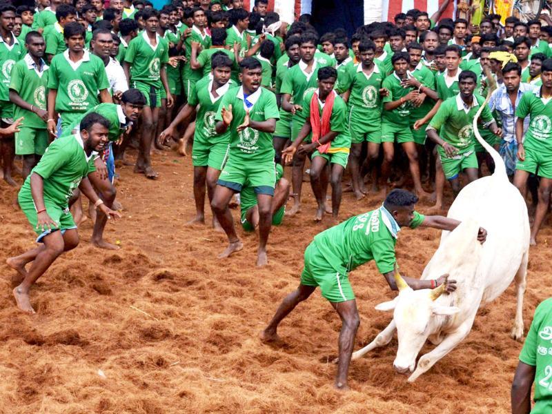 Participants Trying To Tame A Bull During Jallikattu - Crowd - HD Wallpaper 