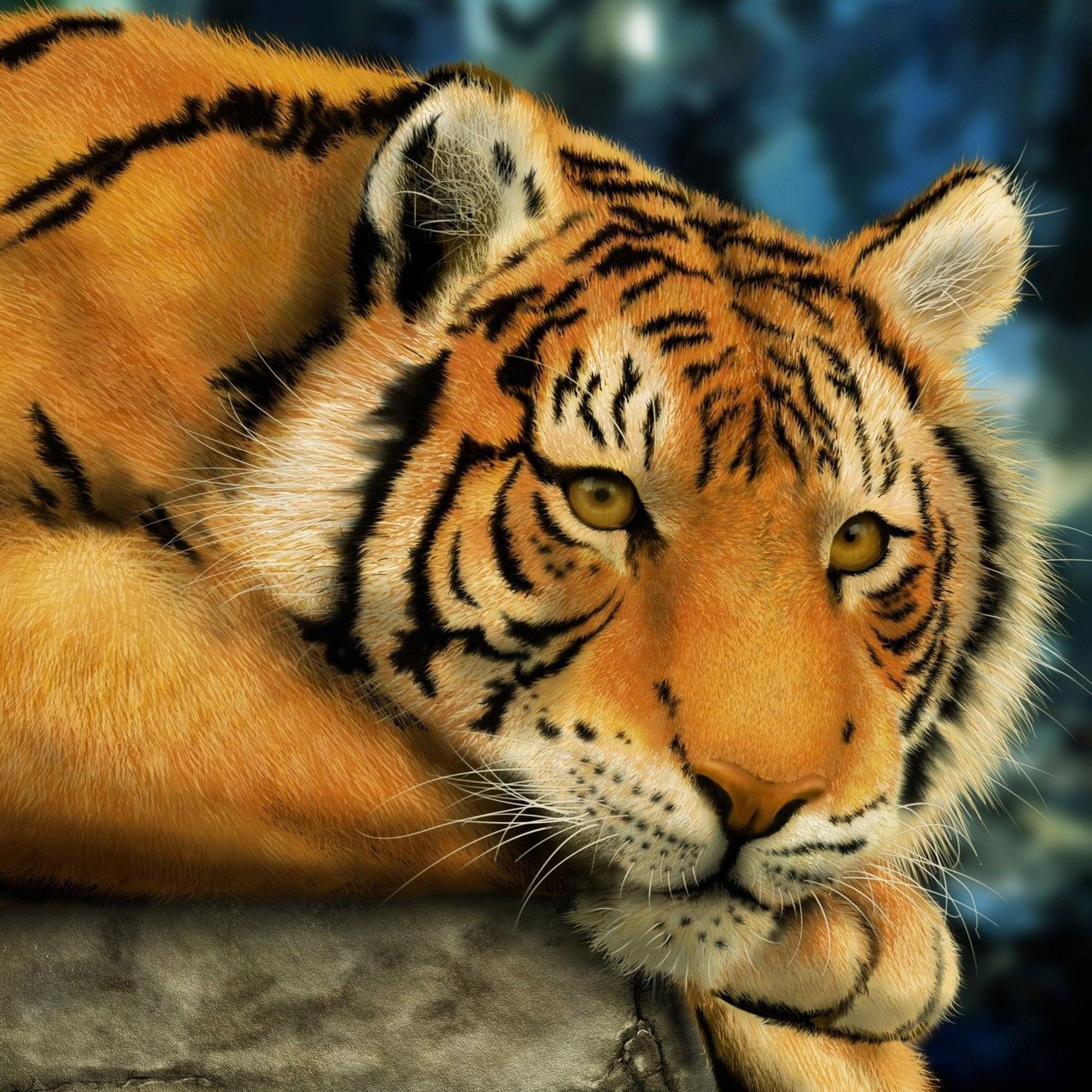 Best Wallpapers Hd Of Tigers - HD Wallpaper 