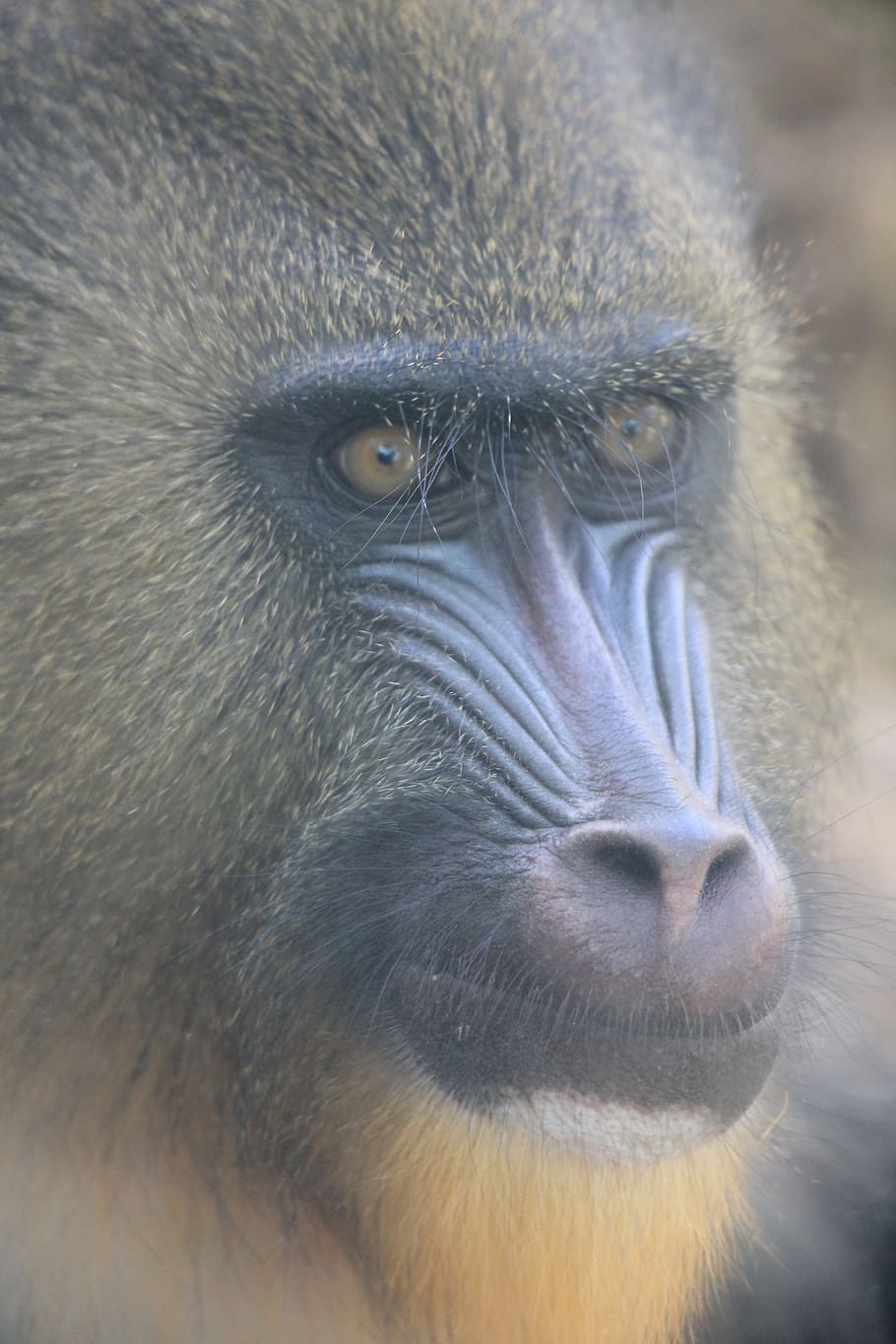 Mandrill, Singe, Zoo, Des Animaux, Mammifères, Primate, - Mandrill - HD Wallpaper 