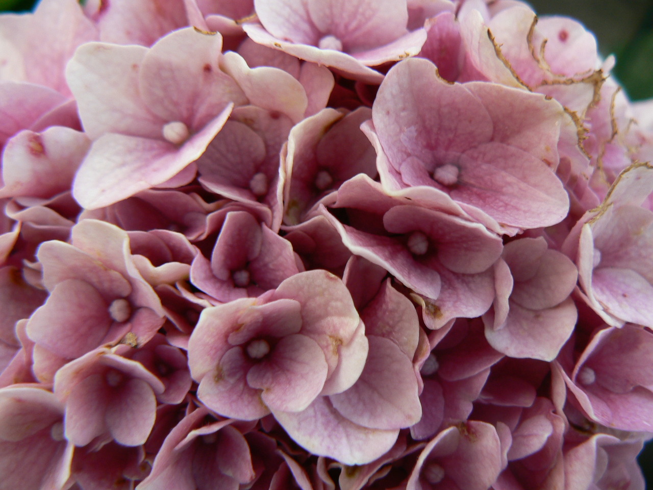 Wallflower - Hydrangea Serrata - HD Wallpaper 