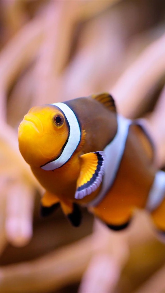 Iphone Wallpaper Clown Fish, Underwater - Fondo De Pantalla De Peces -  640x1136 Wallpaper - teahub.io