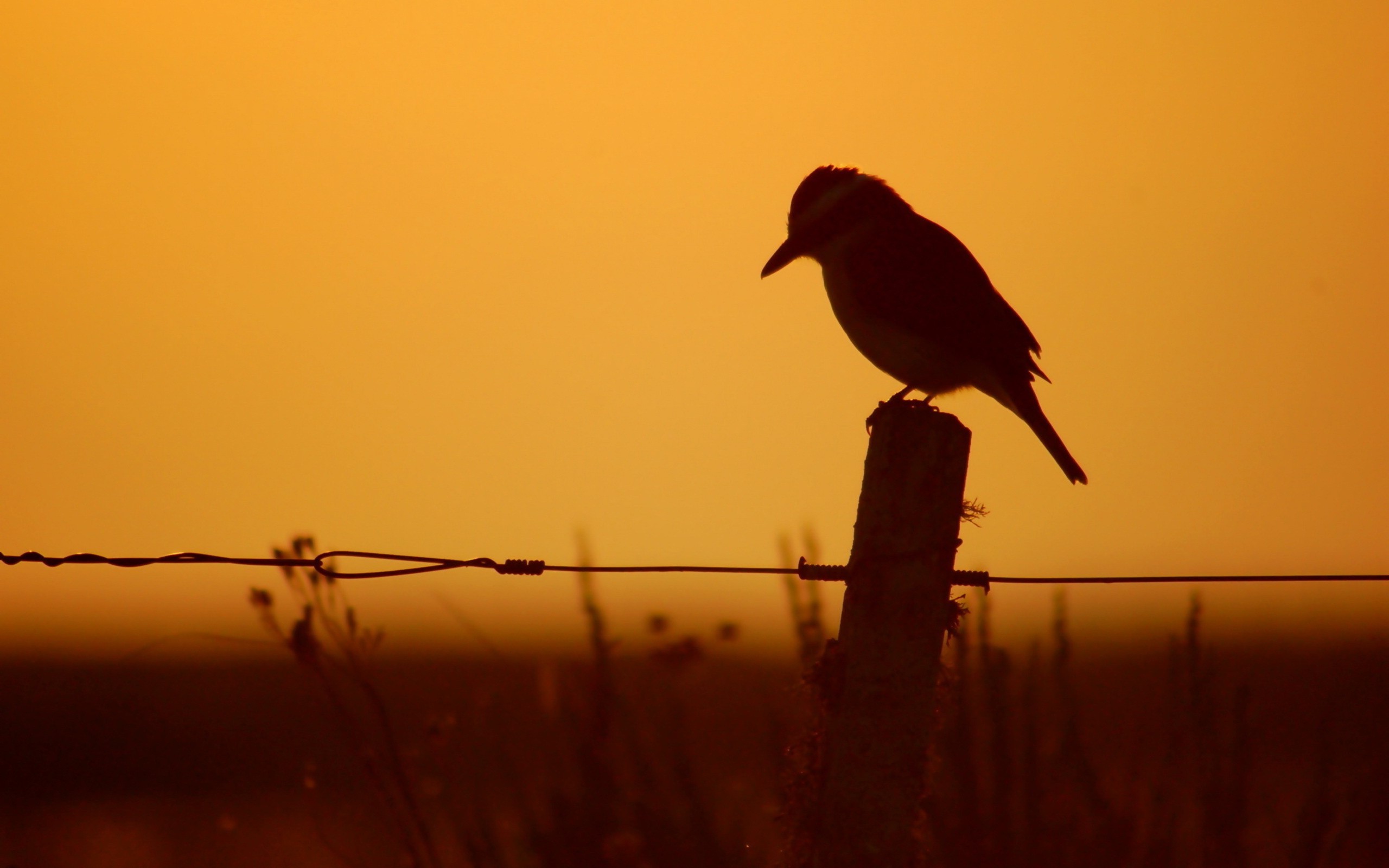 Old World Flycatcher - HD Wallpaper 