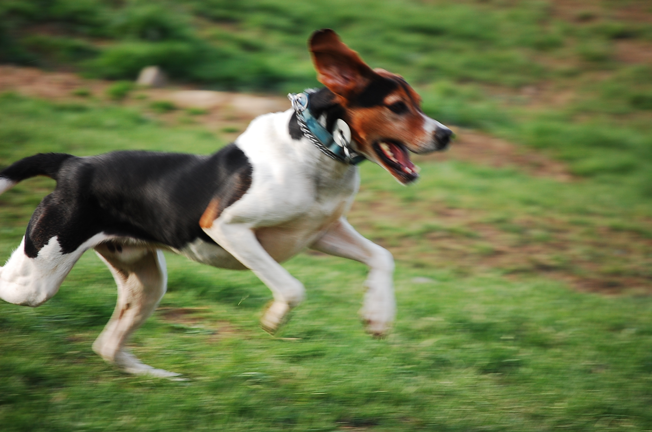 Jumping English Foxhound Dog Wallpaper Running Walker Coonhound 2256x1496 Wallpaper Teahub Io