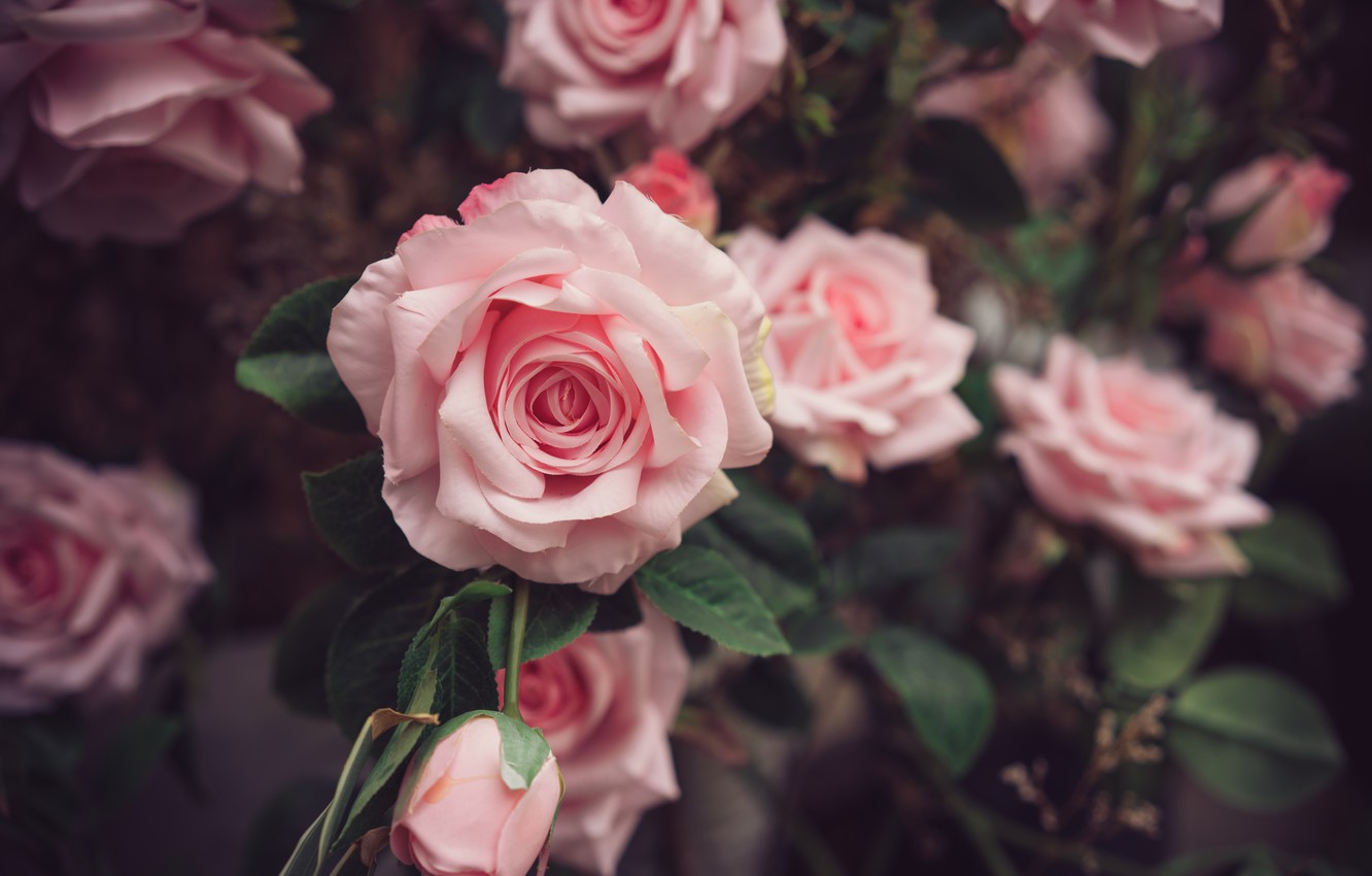 Photo Wallpaper Nature, Bush, Roses, Gentle, Pink, - Pink - 1332x850 ...