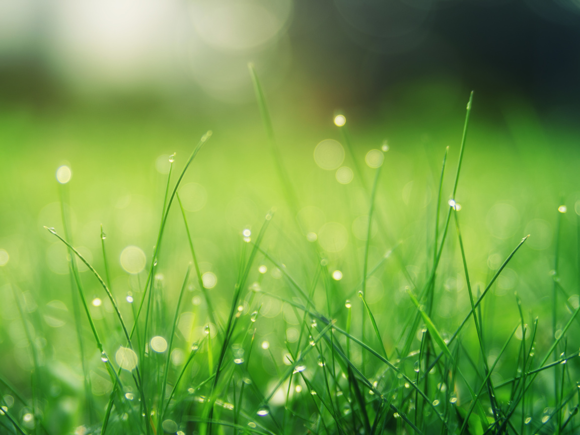 Green Grass - 1152x864 Wallpaper - teahub.io