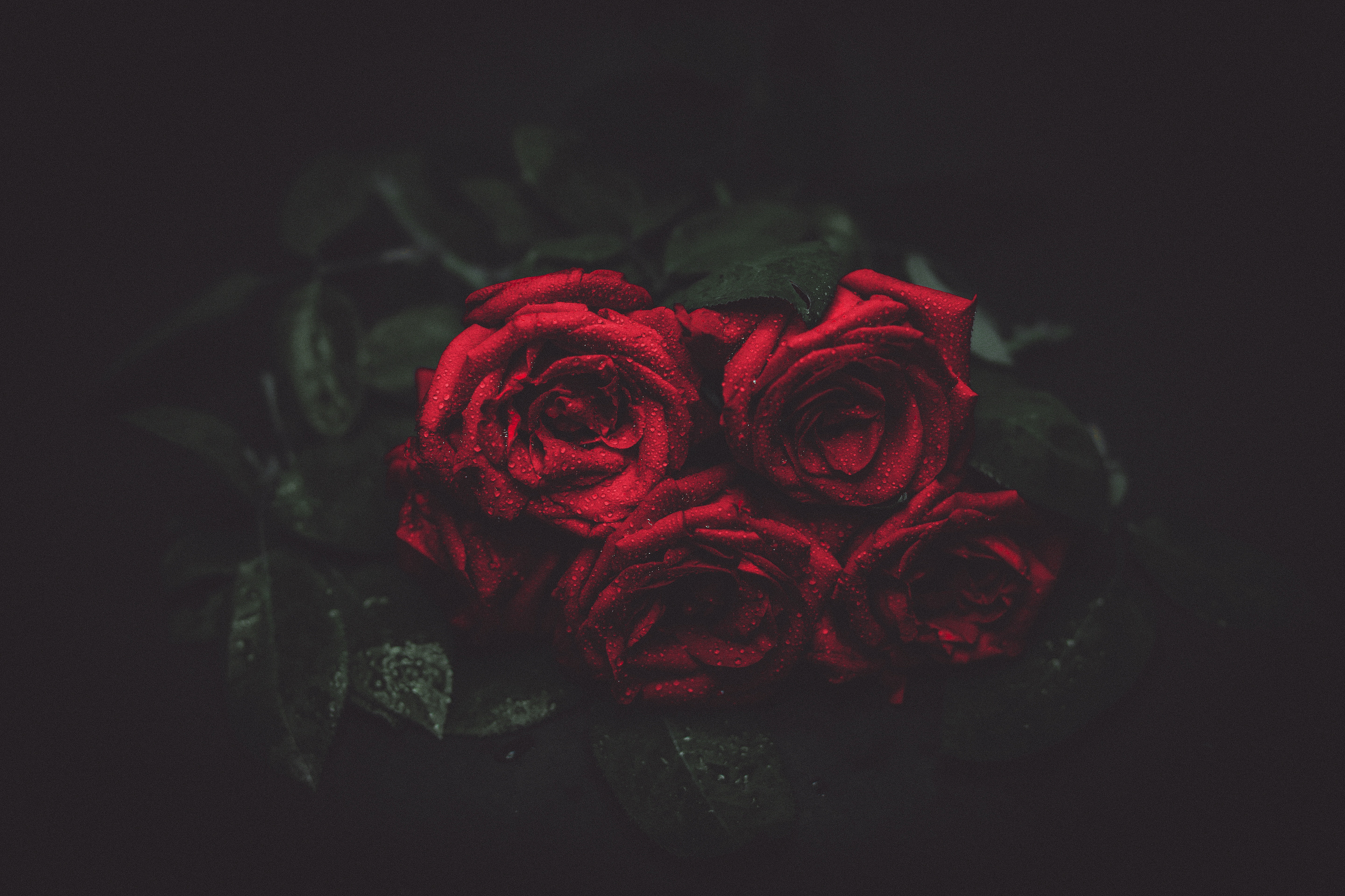 Roses Black Background - HD Wallpaper 