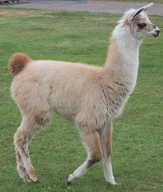 High Resolution Wallpaper - Llamas Are Giraffe Sheep - 645x759 ...