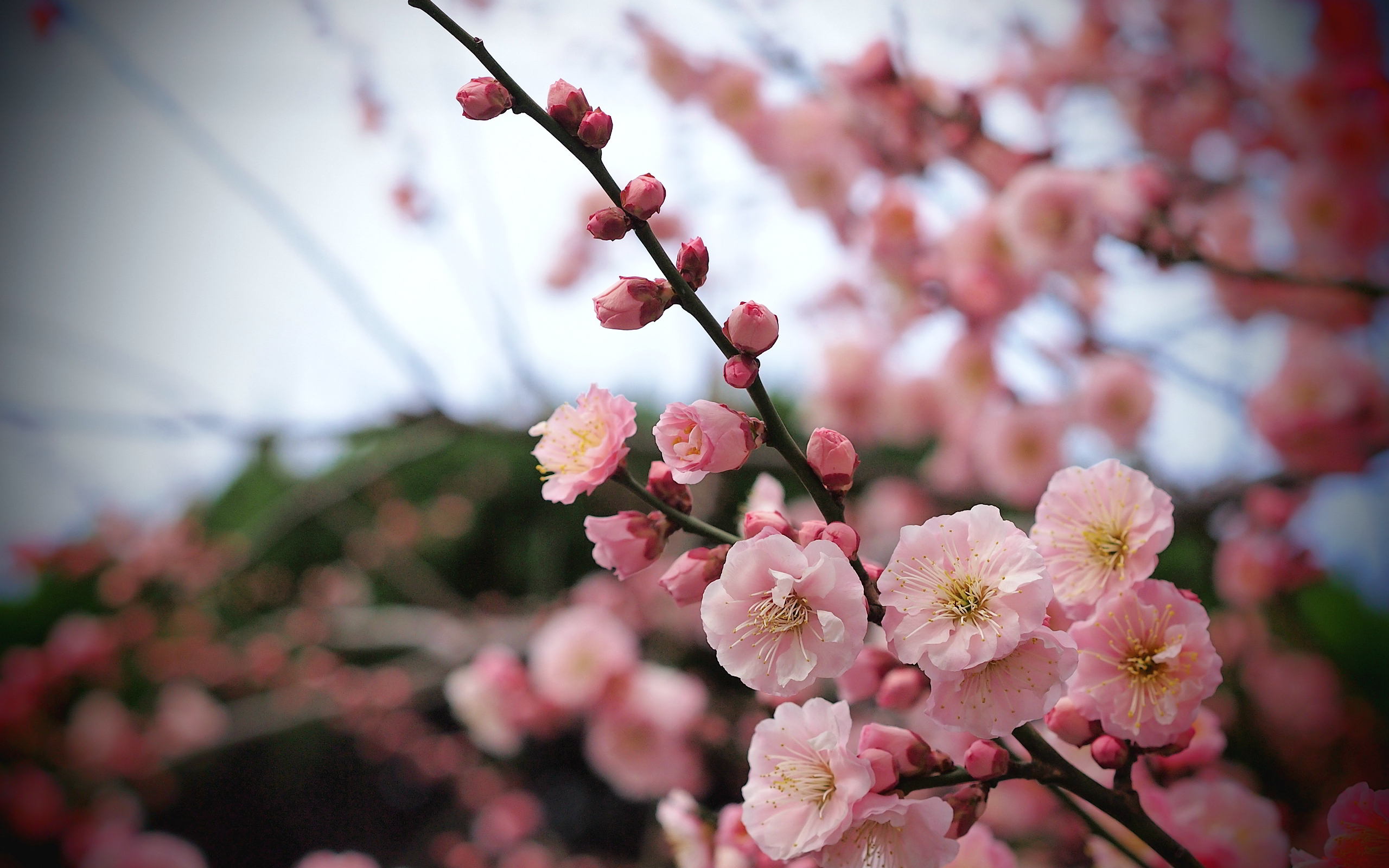 Apricot Blossom Buds - HD Wallpaper 