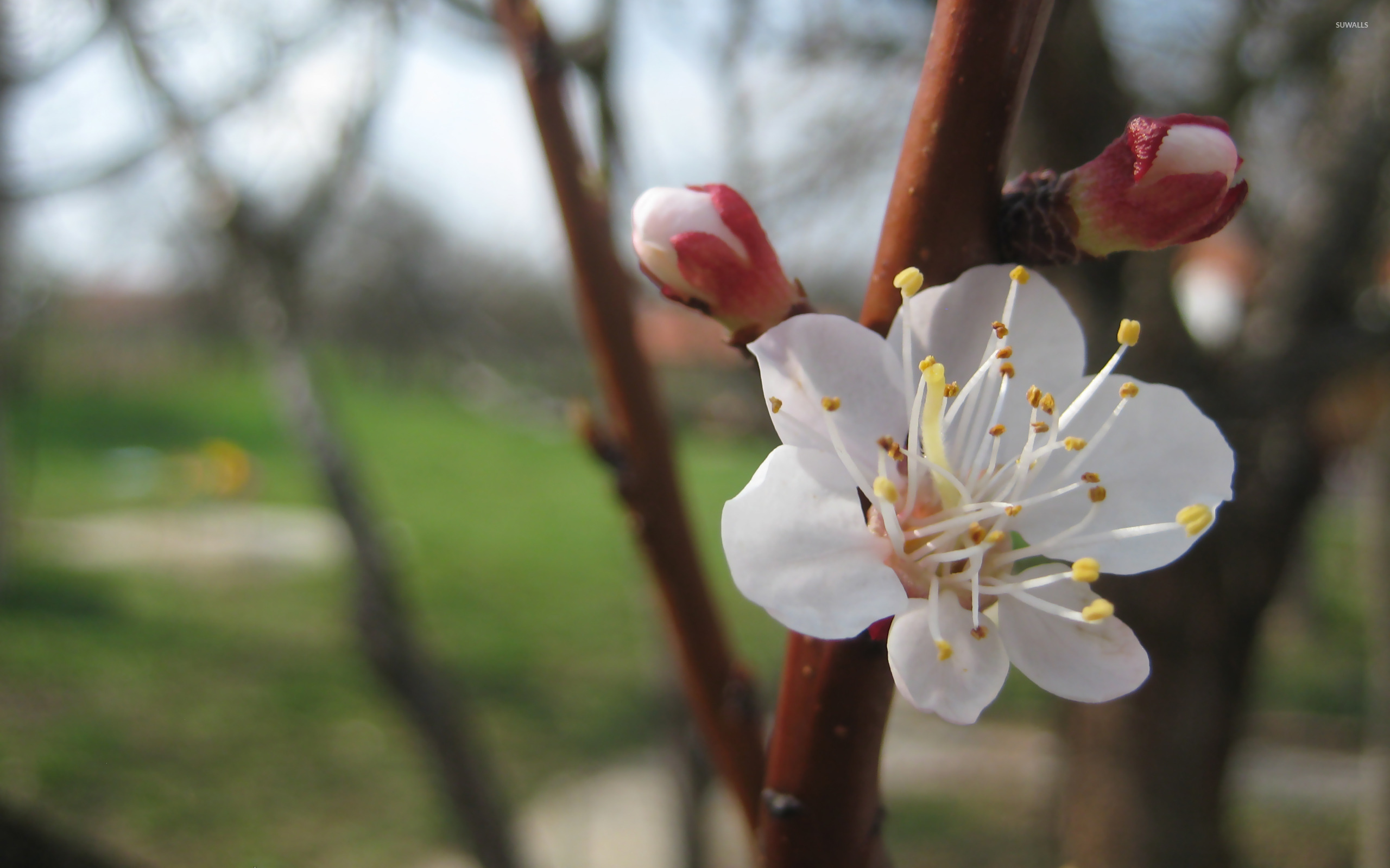 Apricot Flower - 2560x1600 Wallpaper - teahub.io