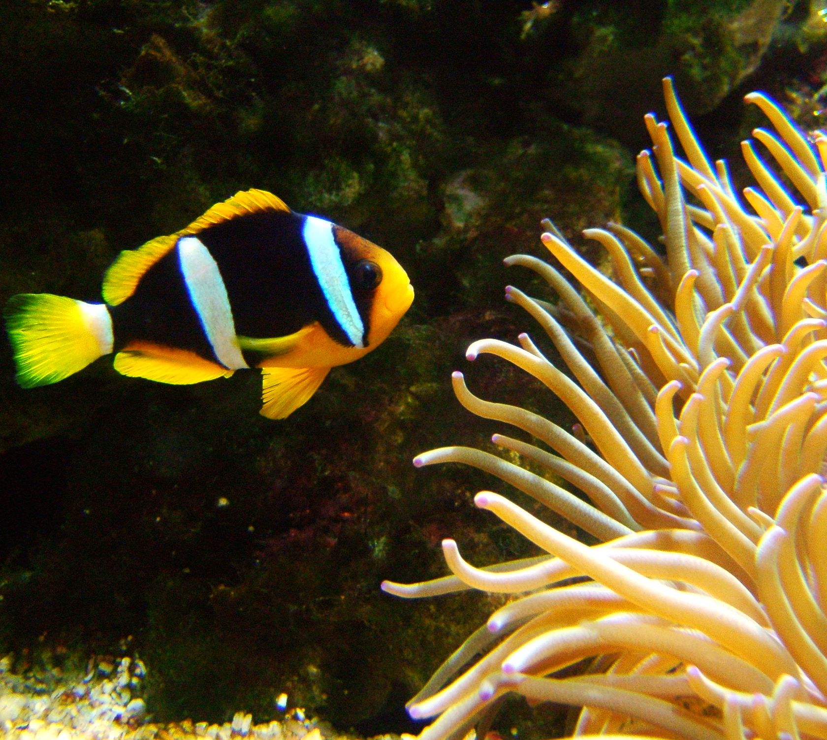 Yellowtail Clownfish Wallpaper - Amphiprion Clarkii - HD Wallpaper 