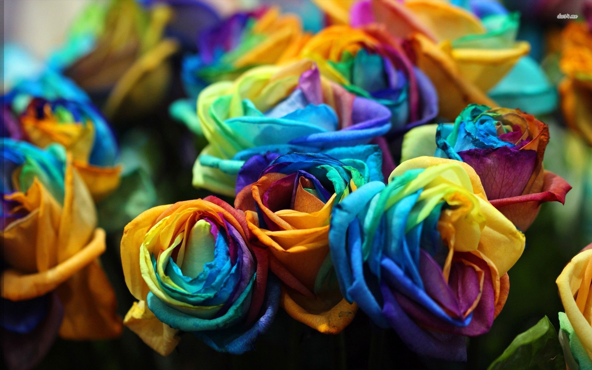 Colourful Flower Wallpaper - HD Wallpaper 
